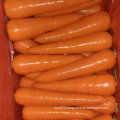 Good Harvest of Fresh Carrot